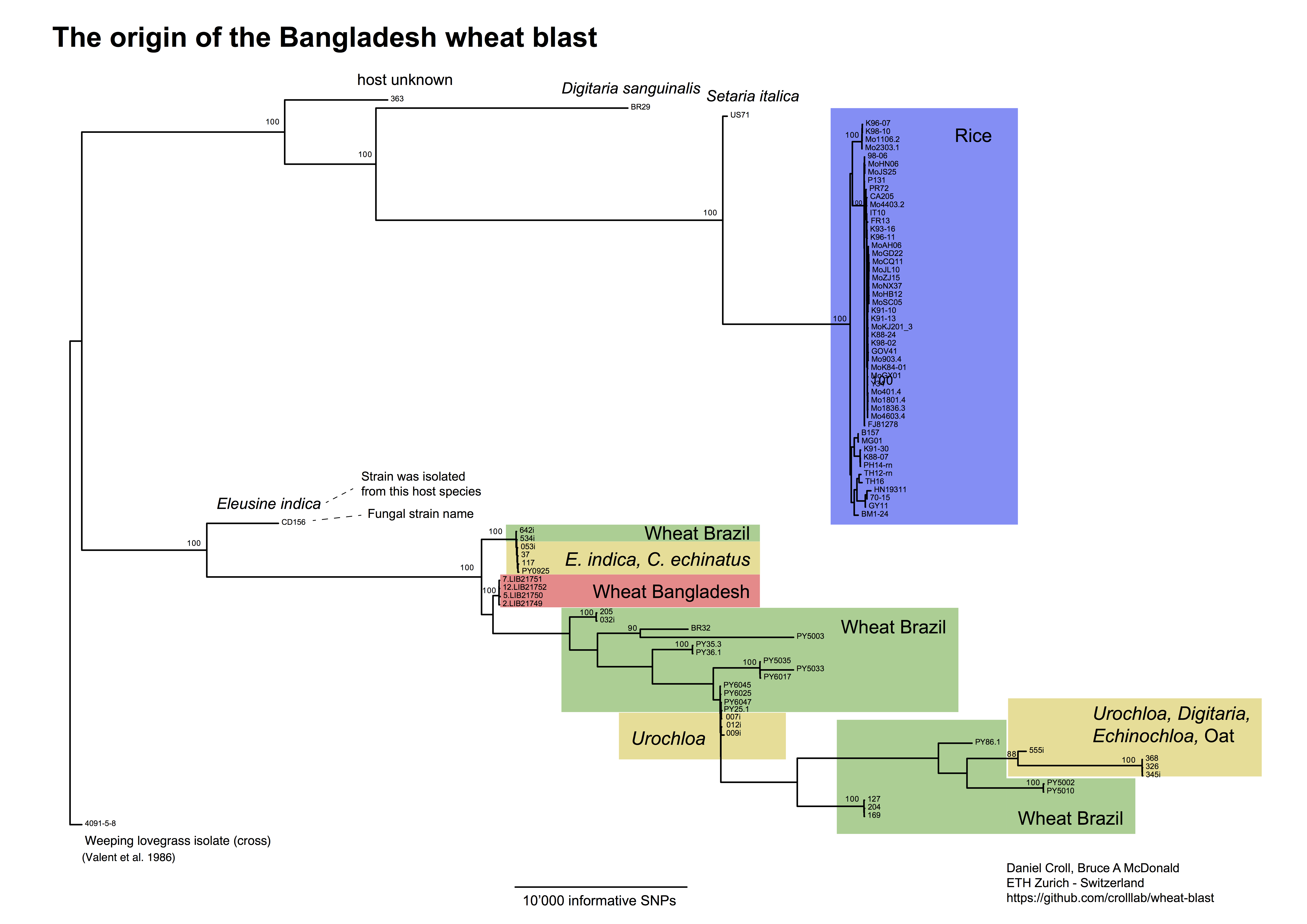 Bangladesh_WheatBlastOutbreak_RAxMLphylogeny_DanielCroll_25April2016
